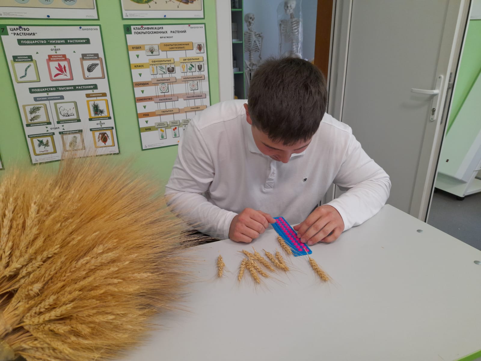 Определение качества зерна пшеницы. Подготовка к Российскому этапу конкурса " Юннат- 2022